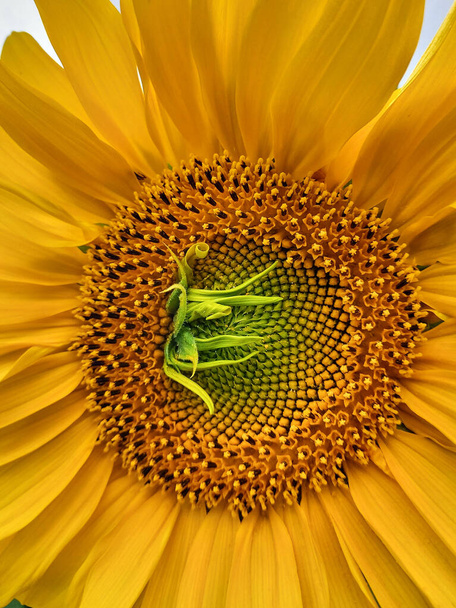 Bright yellow ripening sunflower flower with a green petal defect in the center. Sunflower hat, close up view. Macrophoto of sunflower core. Summer vertical background. - Foto, afbeelding