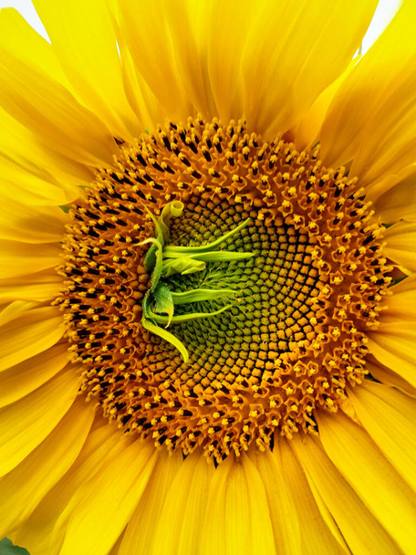Flor de girasol de maduración amarillo brillante con un defecto de pétalo verde en el centro. Macrofoto del núcleo de girasol. Sombrero de girasol, vista de cerca. Fondo vertical de verano. - Foto, Imagen