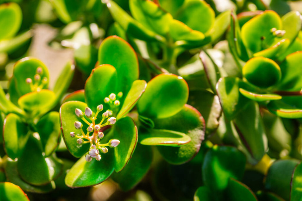 Spikeless cactus green leaves background with cactus flower. - 写真・画像