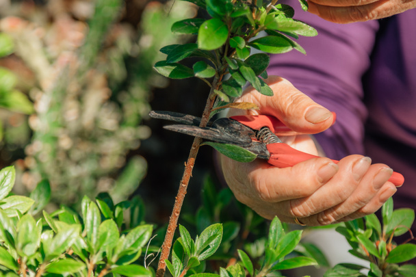 hand with scissors pruning plants - Foto, Bild