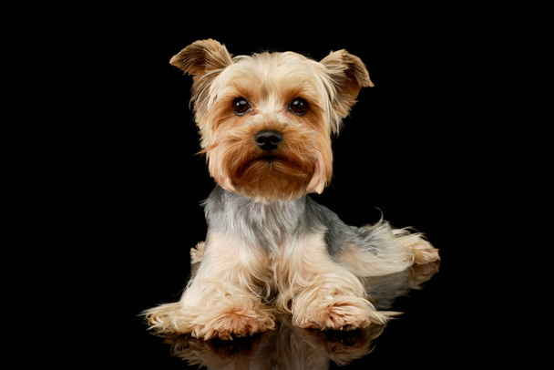 Studio shot of an adorable Yorkshire Terrier lying and looking shy  - Фото, изображение