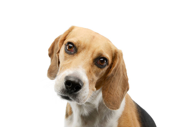 Portrait of an adorable Beagle with beautiful eyes looking curiously at the camera - Фото, зображення
