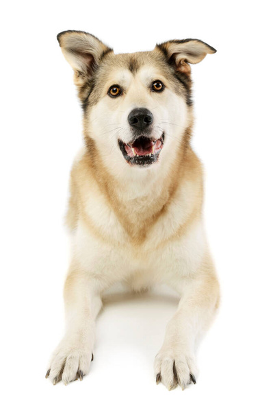 Studio shot of an adorable mixed breed dog lying and looking satisfied - Photo, image