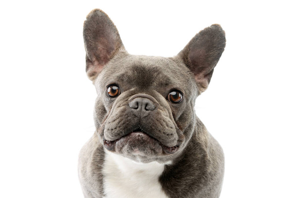 Portrait of an adorable French Bulldog with beautiful eyes looking curiously at the camera - Valokuva, kuva