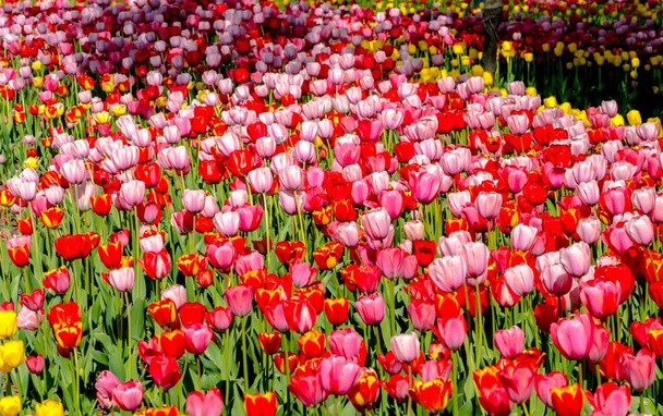 червоні та рожеві тюльпани фонова плантація крупним планом
 - Фото, зображення