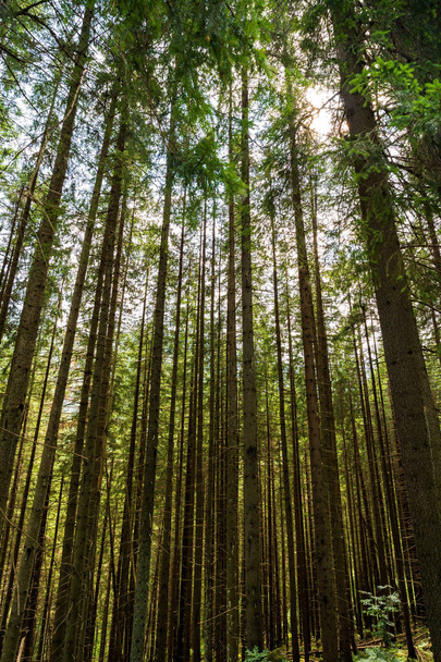 Vertical shot of a tall birch trees against sunlight in the mountains of zakopane, Poland, Europe - 写真・画像