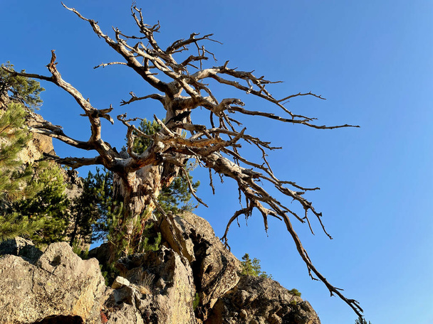Εντυπωσιακό άγονο δέντρο στο δρόμο για το Monte Rotondo, Κορσική, Γαλλία. - Φωτογραφία, εικόνα