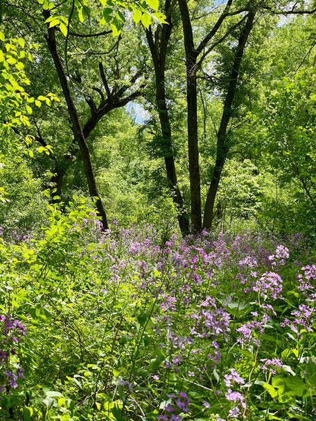 Flandrau State Park in New Ulm, Minnesota. 1,000 acres of grasslands, marshes, and wooded areas along the Big Cottonwood River. Hesperis matronalis (Dame's Rocket) bright green foliage along trails. - Valokuva, kuva