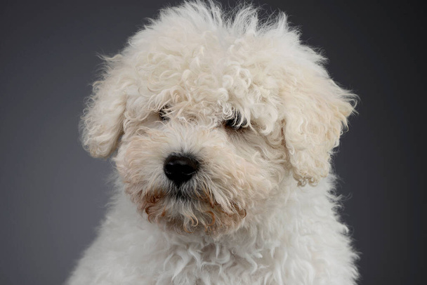 Portrait of a cute Puli puppy looking intently  - 写真・画像