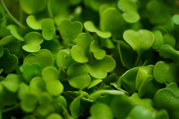 Closeup of fresh green rucola microgreens sprouts - Foto, Imagen