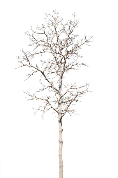 dry dead trees in autumn isolated on white background - Valokuva, kuva