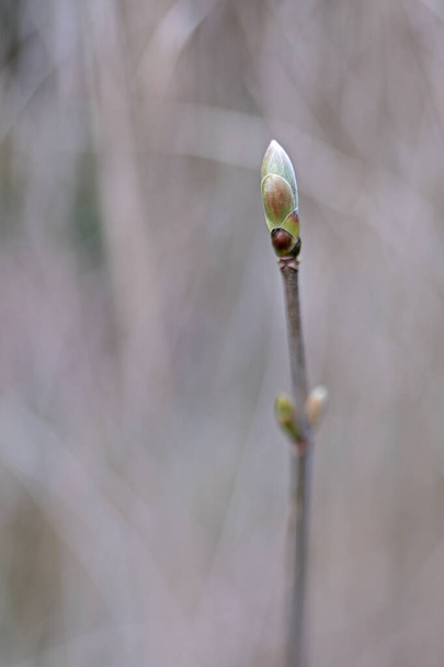 single tree bud in front of blurred background - Zdjęcie, obraz
