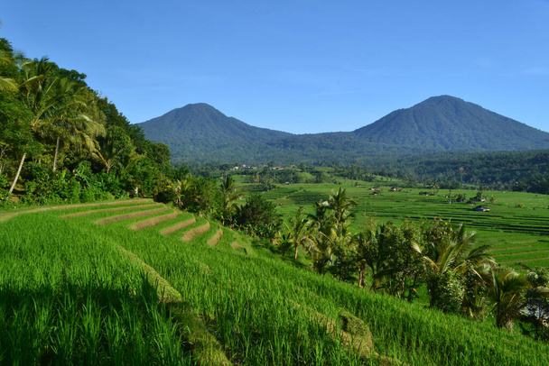 Όμορφη βεράντα ρυζιού, πολύ διάσημη ως τουριστικούς προορισμούς έχει επίσης αναγνωριστεί από την UNESCO ως παγκόσμια κληρονομιά. Jatiluwih, Tamanan Regency, επαρχία Μπαλί, Ινδονησία. - Φωτογραφία, εικόνα