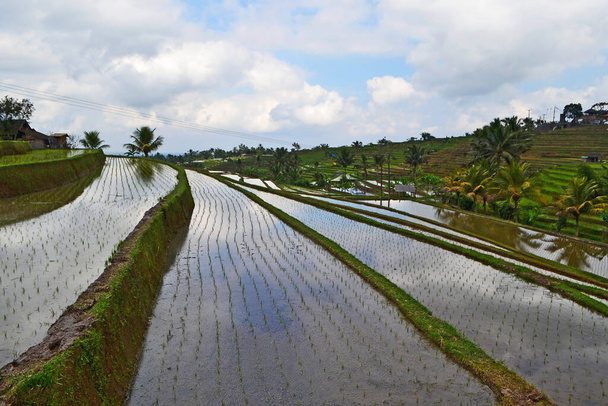 Όμορφη βεράντα ρυζιού, πολύ διάσημη ως τουριστικούς προορισμούς έχει επίσης αναγνωριστεί από την UNESCO ως παγκόσμια κληρονομιά. Jatiluwih, Tamanan Regency, επαρχία Μπαλί, Ινδονησία. - Φωτογραφία, εικόνα