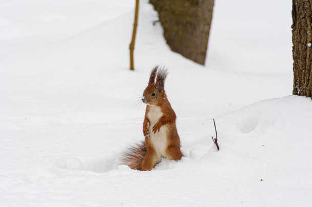 Білка в зимовий час, сніг і дерево
 - Фото, зображення