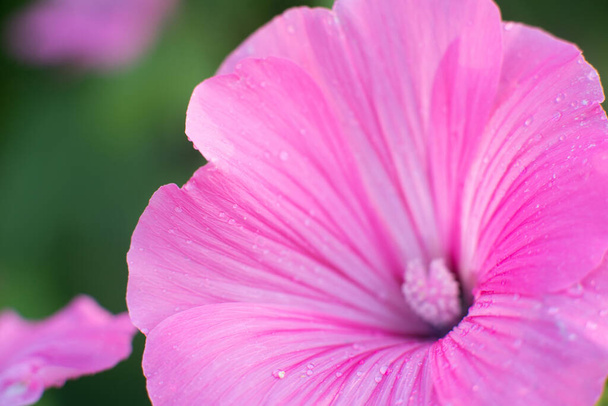 Pink lavatera background closeup with drops. Botanical gardening. - Fotó, kép
