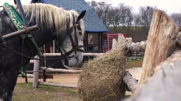 geharnast paard eten hooi 4k beeldmateriaal - Video