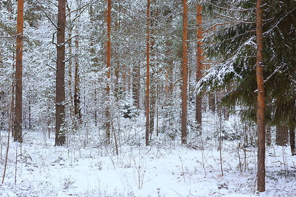 winter fir trees in the forest landscape with snow covered in december - Fotó, kép