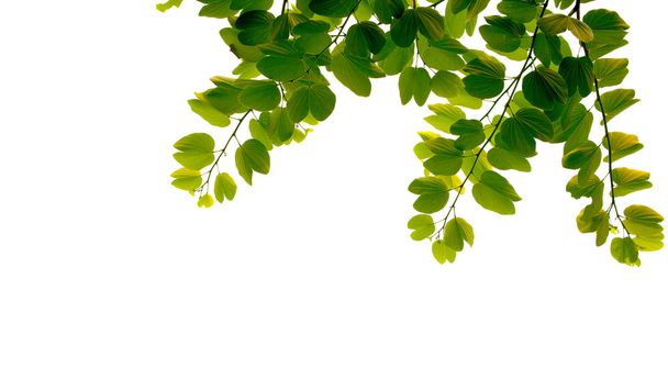 Fresh green leaves on white background - Photo, Image