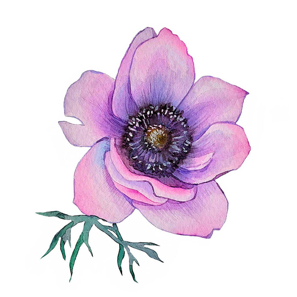 Anemone. Hand painted loral illustration for invitation, greeting card - Фото, зображення