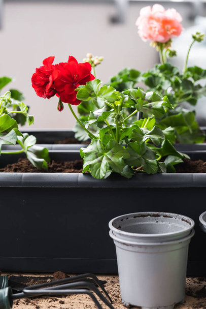 Beautiful geraniums were transplanted into pots for comfort on the balcony. - Photo, Image