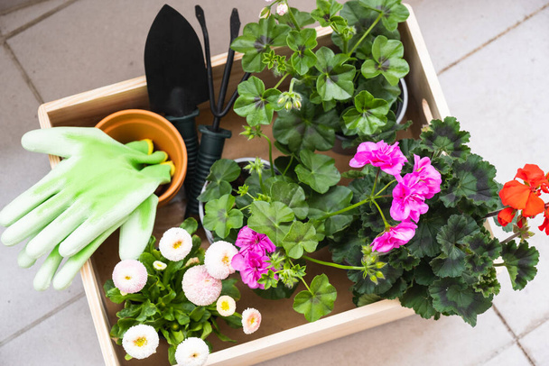 Seedlings of spring beautiful flowers and gardening tools in a wooden box. - Foto, Imagem