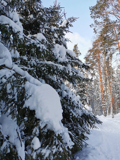 Snow-covered branches of fir-trees, bent down under the weight of snow, on a frosty winter day against the background of a sky with clouds and tall pines. Russian Winter. - Photo, Image