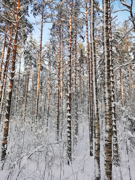 Schneebedeckte Stämme und Äste von Bäumen - Kiefern, Tannen, Birken, durch die man an einem klaren, frostigen Wintertag den blauen Himmel sehen kann. - Foto, Bild