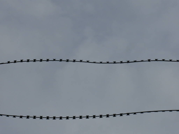 barbed wire against a gray gloomy sky - Fotografie, Obrázek