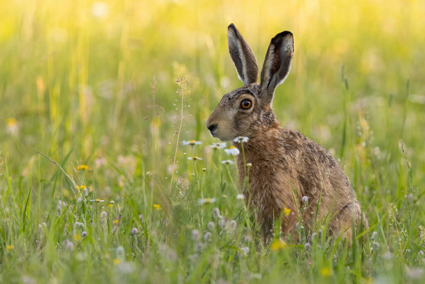 Single brown hare sitting on a green meadow in summer nature - Zdjęcie, obraz