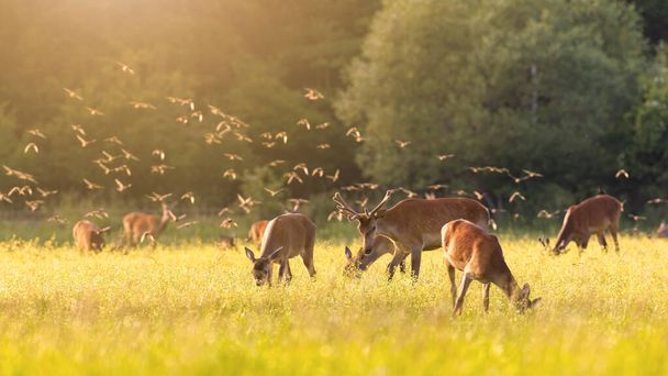 Flock of common starlings flying over a herd of red deer grazing on meadow - Foto, Imagem