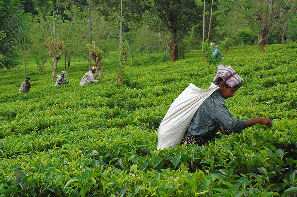 KANDY, SRI LANKA - 4 DECEMBER, 2008: Women tea pickers at the tea plantation - Φωτογραφία, εικόνα