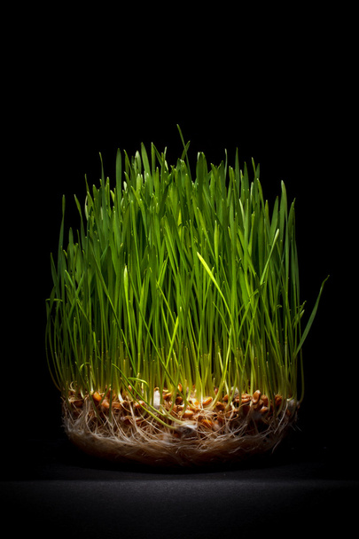 Young wheat sprouts - Fotó, kép