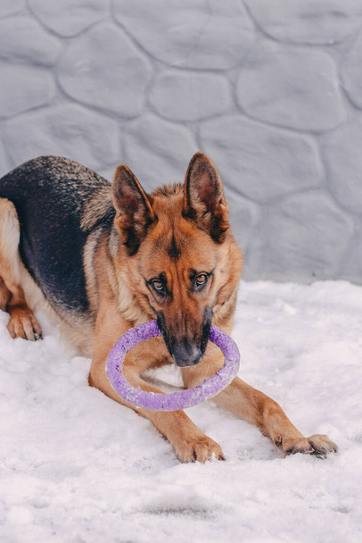 Dog of e German Shepherd breed has fun playing with a toy puller in his mouth. German shepherd girl actively played with a purple toy in the mouth in the yard in winterth - Фото, зображення