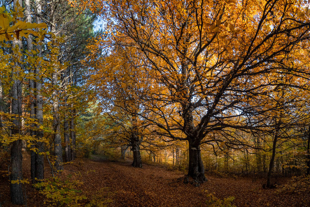 Autumn beech-hornbeam forest in the Crimean mountains - Фото, изображение