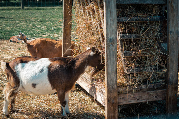 農場の給餌場から干し草を食べるヤギ - 写真・画像
