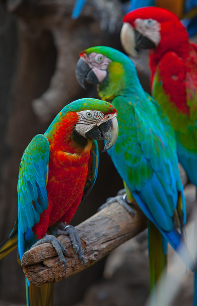güzel kırmızı macaws - Fotoğraf, Görsel