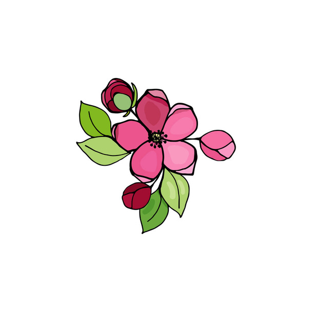 Blooming branch of cherry, sakura, apple tree with leaves, buds, flowers, vector drawing with black outline and colorful fill. - Вектор,изображение