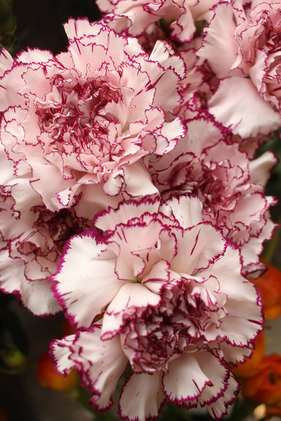 Pink terry dianthus.  Carnation flowers.  Cutting bouquet.   - Photo, Image