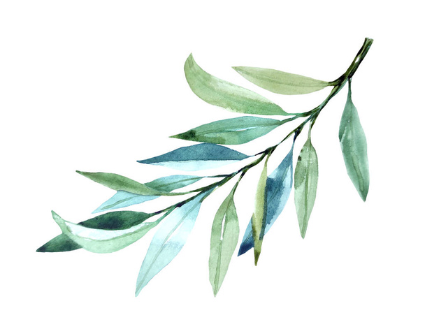 Watercolor olive branch isolated on white background. - 写真・画像