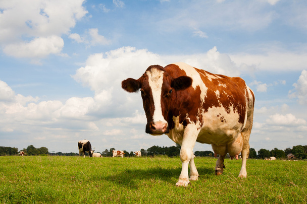 Hollantilainen lehmä
 - Valokuva, kuva