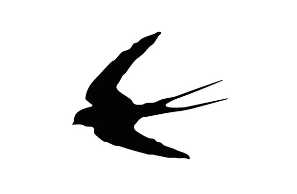 silhouet madarak fecskék a család-ból rend-ból énekesmadarak. - Vektor, kép
