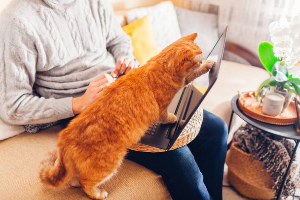 Mann arbeitet online von zu Hause mit Haustier mit Laptop. Ingwerkatze berührt Bildschirm mit Pfote spielt mit Bild auf Computer. - Foto, Bild