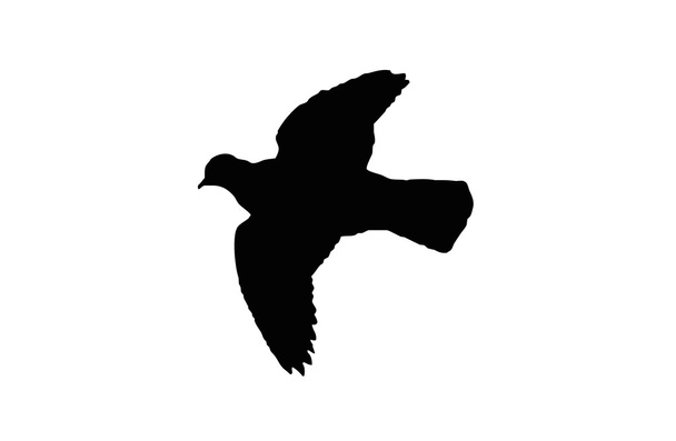 silhouet vogel duif ramier met glanzende nek en ook witte vlekken. - Vector, afbeelding