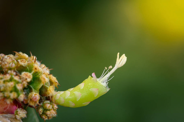 pölytys kukka kaktus, Gymnocalycium mihanovichii on eräänlainen kaktus tai mehukasvit puu - Valokuva, kuva