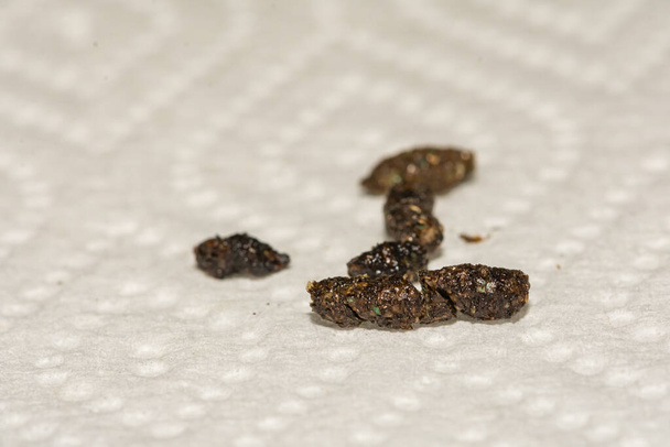 Bat Feces found in an attic during a pest control inspection. - Foto, immagini