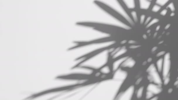 Beyaz duvar arka planında esen rüzgardaki gölge palmiye yaprağının hareketi, yaz kavramları - Video, Çekim
