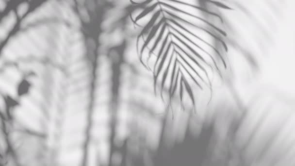 movimento de sombra folha de palma no vento soprando sobreposição no fundo da parede branca, conceitos verão - Filmagem, Vídeo