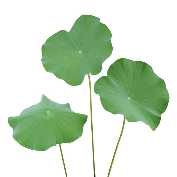 Lotus Green Leaves Isolated on White Background with Clipping Path - Fotó, kép