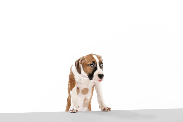 Beautiful dog, American Staffordshire Terrier posing isolated over white background. Concept of beauty, breed, pets, animal life. - Foto, imagen